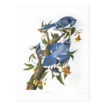 Arrendajo azul, John James Audubon Tarjeta Postal