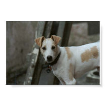 Arrow the Whippet/Fox Terrier posters by ranginui Arrow the Whippet/Fox Terrier posters