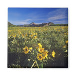 Arrowleaf balsomroot wildflowers in Waterton 2