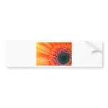 Art photo flower Rainbow Bumper Stickers