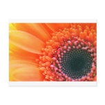 Art photo flower Rainbow Post Card