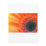 Art photo flower Rainbow Postcard