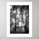 Art Poster: Amazon Rainforest. Black and White posters