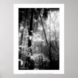 Art Poster: Amazon Rainforest. Black and White