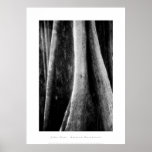 Art Poster: Amazon Rainforest. Buttress roots