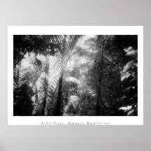 Art Poster: Amazon Rainforest. Forest of Light