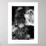 Art Poster: Amazon Rainforest. Spiked Palm