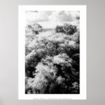 Art Poster: Amazon Rainforest. The Canopy.
