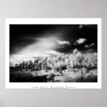 Art Poster: Pantanal Brazil. Palm Forest.