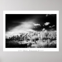 Art Poster: Pantanal Brazil. Palm Forest.
