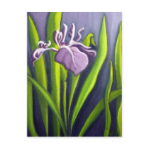 Art Purple Iris postcards