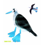 Art T-Shirt: Blue Footed Boobies