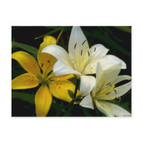 ArtbyLina 59 postcards by ArtbyLina ArtbyLina 59 postcards