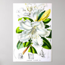 Arte botánico del vintage poster