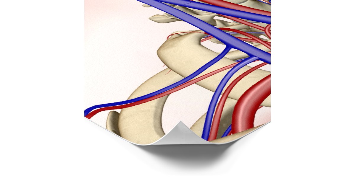 Arteries In Neck And Head : Medical Illustration on Behance - Learn