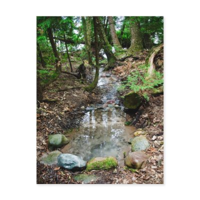 Artesian Spring Postcard by Woodswalker
