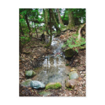 Artesian Spring Postcard