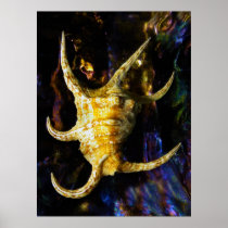 Arthritic Spider Conch Seashell Print