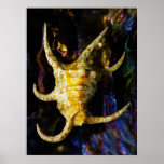 Arthritic Spider Conch Seashell Print