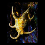 Arthritic Spider Conch Seashell posters