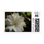 Artic Queen Clematis Postage