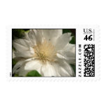 Artic Queen Clematis Postage Stamps