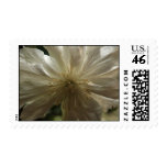 Artic Queen Clematis Stamps