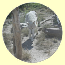 Artic White Wolf Dinner Plate plates