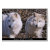 artic, wolves, wildlife, canine, wolves, animals,