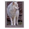 Artic Wolf cards by TLphoto Artic Wolf cards