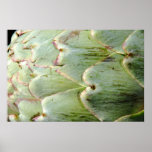 Artichoke Wall Poster
