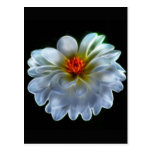Artistic dahlia and meaning postcard