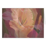 gladiolus, flower, floral, flora, bloom, blossom,