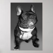 Artistic Photography of A French Bulldog Smile posters