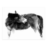 Artistic Wild Horse Foal Post Cards