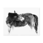 Artistic Wild Horse Foal Post Cards