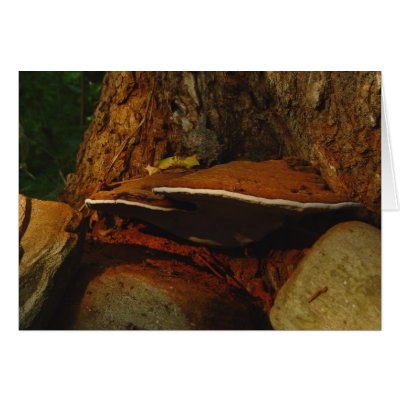 Artists Conk Mushroom Card by threesalamanders