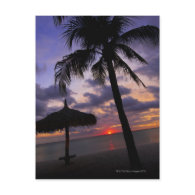 Aruba, silhouette of palm tree and palapa on postcards