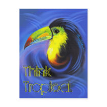 Aruba Toucan postcard