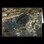 Aruban Whiptail Lizard Card