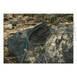 Aruban Whiptail Lizard Card