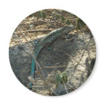 Aruban Whiptail Lizard Magnet