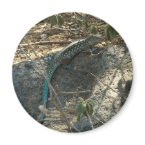Aruban Whiptail Lizard Magnet