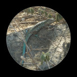 Aruban Whiptail Lizard Magnet