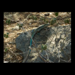 Aruban Whiptail Lizard Print