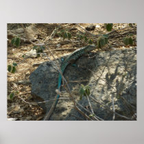 Aruban Whiptail Lizard Print