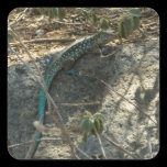Aruban Whiptail Lizard Sticker