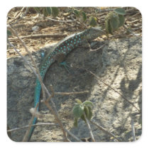 Aruban Whiptail Lizard Sticker