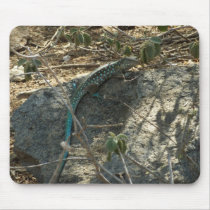 Aruban Whiptail Lizard usepad