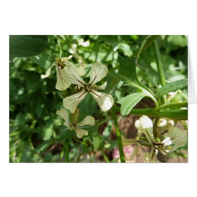 arugula blossoms cards by LTDfarm